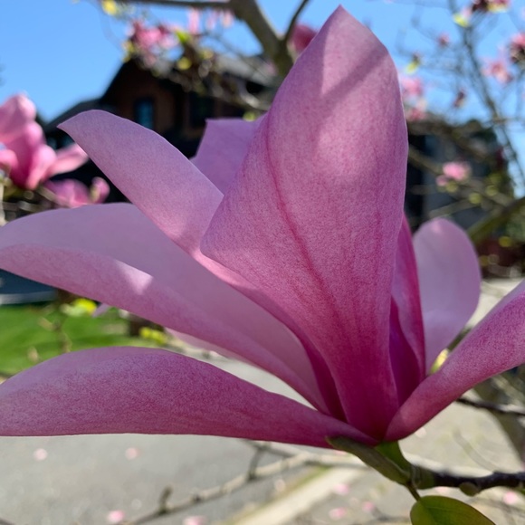 Meet your Posher, Kelly - Picture 1 of 2